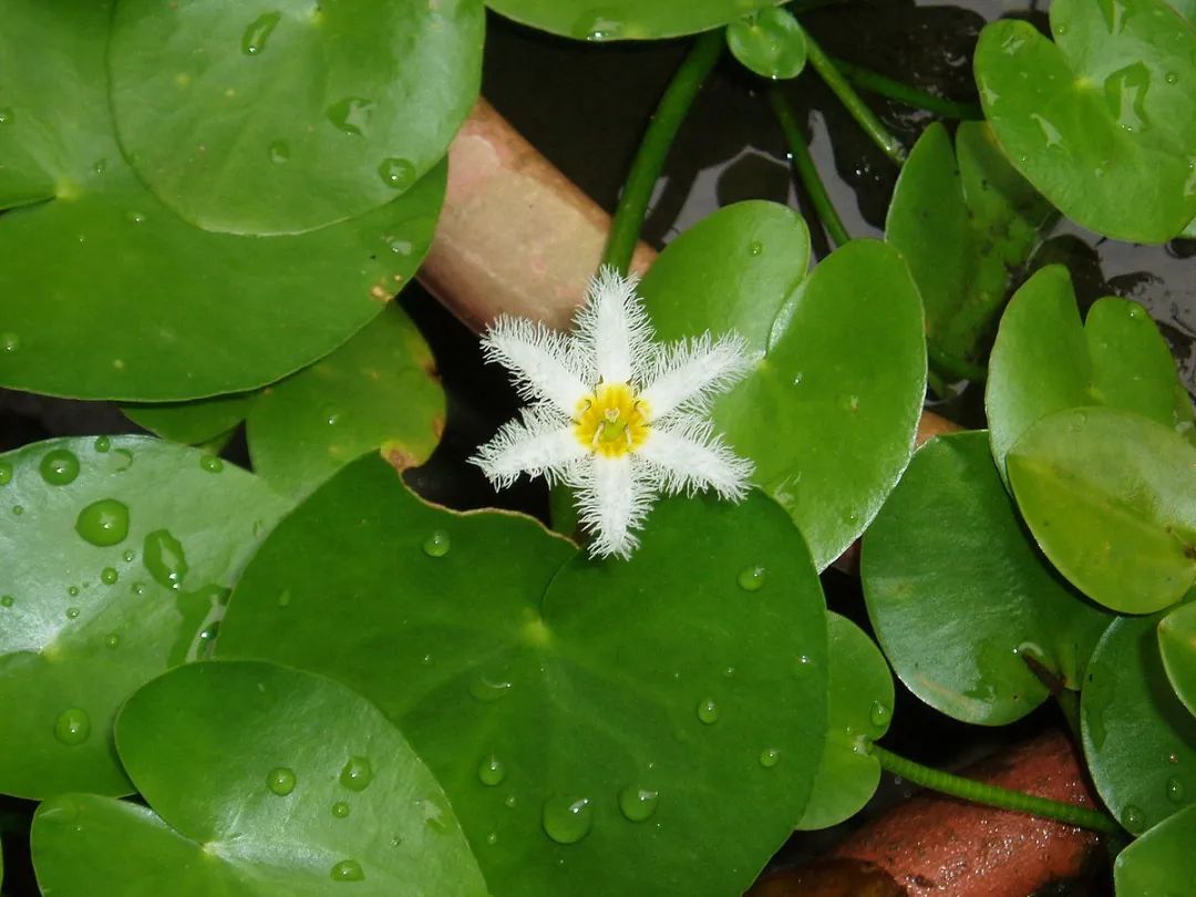 水生植物照片图片